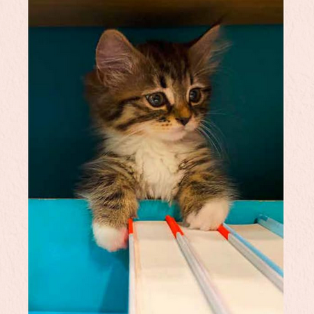 Bookshop Cats