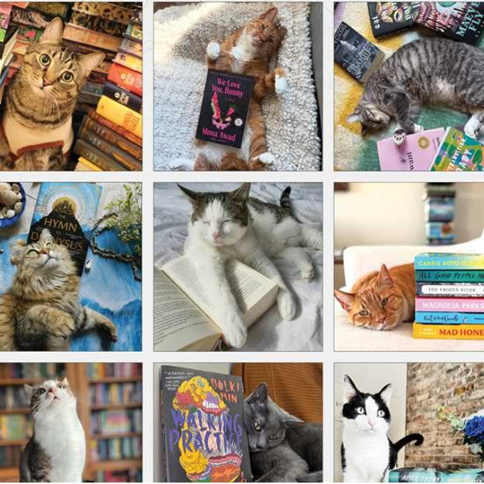 Cats and Books 2027 Wall Calendar