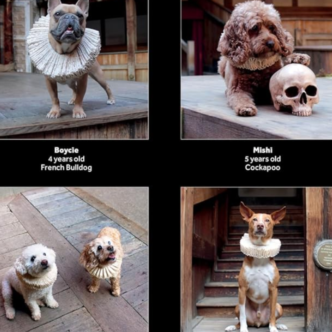 Shakespeare's Globe: Dogs in Ruffs Wall Calendar 2027