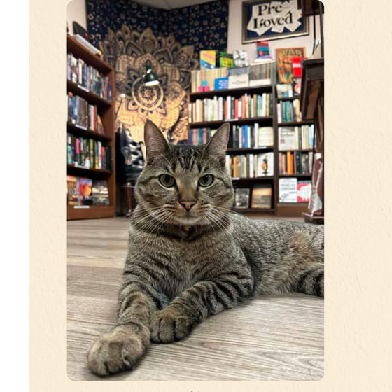 Bookshop Cats