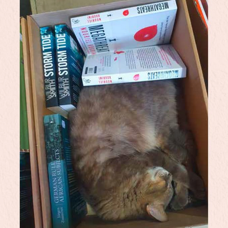 Bookshop Cats